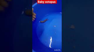 Aquatic animals Baby octopus feeding in Wet laboratry [upl. by Manlove]