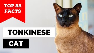 99 of Tonkinese Cat Owners Dont Know This [upl. by Elburr852]