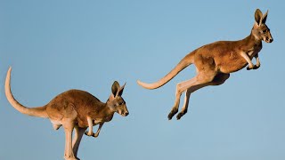 Hopping to Victory An Evolutionary History of Kangaroos [upl. by Lavina]