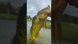 Big boiii💪💪 youtubeshorts catchinbass fish viralvideo peacockbass subscribe like [upl. by Zandt]