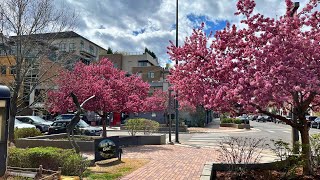 Cherry Creek Spring Walk Denver USA 4K [upl. by Indnahc]