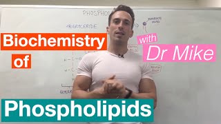 Phospholipids  Biochemistry [upl. by Cung]