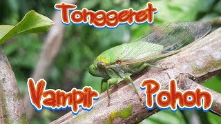 TONGGERET SANG VAMPIR POHON II MELIHAT LANGSUNG TONGGERET MAKAN [upl. by Alrac]