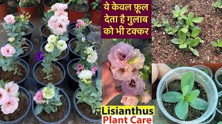 ये फ़ूल देते है गुलाब को टक्कर  Lisianthus Plant From Seeds  SummerWinter Flowering Plants [upl. by Trula]