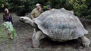 Most Amazing Biggest Turtles in the World [upl. by Laen]