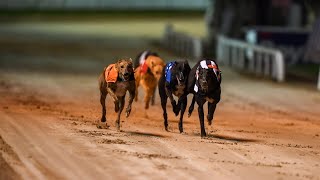 Greyhound racing has become an ‘easy target’ for activists [upl. by Onabru]