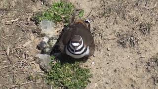 Killdeer bird in her nest 2024 [upl. by Nytnerb324]