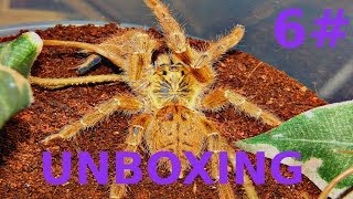 Pterinochilus murinus usambara amp Heteroscodra maculata UNBOXING 6 [upl. by Nrevel]