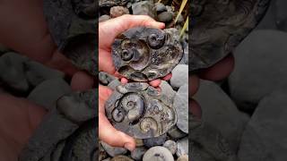 Ammonite facts scispace fluiddynamics spacesciencechannel scince ytshorts [upl. by Omar]