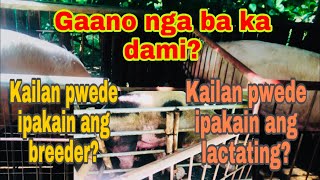 Bakit mahalaga ang pagpapakain ng lactating feeds sa inahing baboy  breeder feeds  Ryan Patenio [upl. by Rhine]