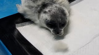 Baby Seal Losing Fur [upl. by Bodi]