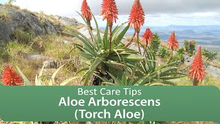 Aloe Arborescens Torch Aloe  Best Care Tips [upl. by Tynan]