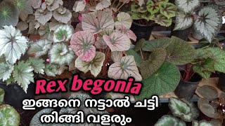 Rex Begonia best potting mix for growth 100malayalam [upl. by Fanchie317]