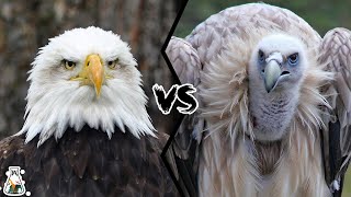 EAGLE VS VULTURE  Which is The Strongest [upl. by Lahpos]