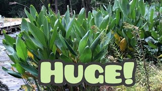 Giant Hardy Water Canna [upl. by Aidahs160]