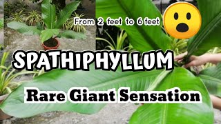 How to grow Rare Giant Sensation Plant Spathiphyllum  Peace Lily [upl. by Ynehpets]