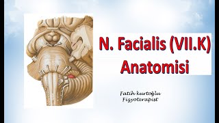 Nervus Facialis  Neuroanatomy  Nöroanatomi Konu Anlatımı 21 [upl. by Batish]