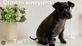 Уход за шерстью шнауцера  dog grooming Dog Schnauzer Собака  порода [upl. by Fortunna]