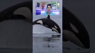 Olha essa baleia orca pulando na água pets animals [upl. by Anirtak]