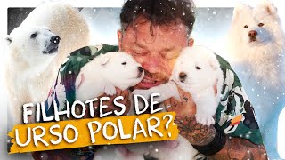 ENCONTREI FILHOTES DE URSO POLAR SAMOIEDA  RICHARD RASMUSSEN [upl. by Doubler]