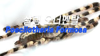 이름만 이쁜게 아니다 이제는 샬렘을 다시 돌아볼때Poecilotheria Formosa [upl. by Nairdna]