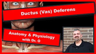 Ductus Vas Deferens Anatomy and Physiology [upl. by Faina154]