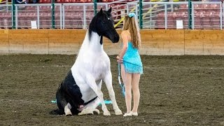 Liberty and Free Riding Performance at the Evergreen State Fair [upl. by Caritta900]