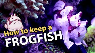 FROGFISH 101 The Frogfish Files info heavy [upl. by Buff132]