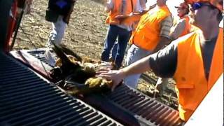 Pheasants Gone Wild South Dakota Hunting [upl. by Tobias]