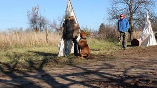 Bullmastiff protection training [upl. by Newcomb]