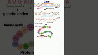 gene  transcription  translation  DNA  genetic codes genetics geneticcode dna aminoacids [upl. by Dira650]