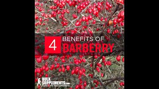 Barberry  barberry benefits  barberry supplement  barberry root benefits  barberry extract [upl. by Dreddy]