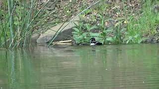 EBRPD Parks Bird Compilation Spring and Earl Summer 2024 [upl. by Nortyad]