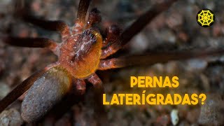 COMO IDENTIFICAR UMA ARANHAMARROM PT2  SOBRE ANIMAIS [upl. by Gnuh]