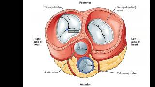 Internal Features of the Heart Part 3  Valves and Septa [upl. by Huston]