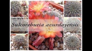 Sulcorebutia azuryadensis [upl. by Lledualc]