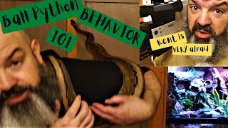 Ball Python Behavior How to read your snakes body language [upl. by Cleland]