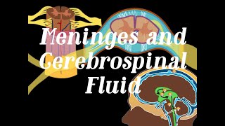 MENINGES Coverings of the Brain and Spinal Cord Plus CEREBROSPINAL FLUID [upl. by Avot]