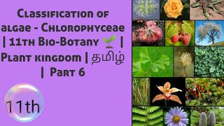 Classification of algae  Chlorophyceae  11th BioBotany 🌱  Plant kingdom  தமிழ்  Part 6 [upl. by Templa103]