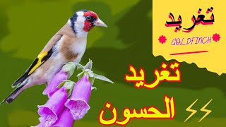 chant chardonneret khalwi حسون goldfinch jilguero تغريد مقنين [upl. by Swithbert469]