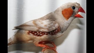 zebra finch singing  beautiful [upl. by Retloc183]