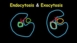 Endomembrane system  Protein targeting and sorting  Endocytosis and Exocytosis bsc 1st year unit 1 [upl. by Belier]