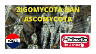 ZIGOMYCOTA DAN ASCOMYCOTA [upl. by Hanford]