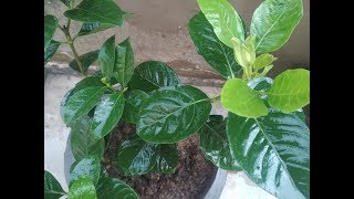 Gandhraj Plant Care Hindi  How to Grow amp Care Gardenia Plant in Pots  Gardenia Plant Care Tips [upl. by Wiles]