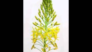 Bulbine frutescens [upl. by Eneleuqcaj]