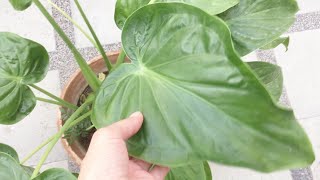 Alocasia cucullata or Buddha palm plant care and propagation tips for beginners [upl. by Whittemore]