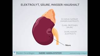 Niere Harn System Medizin Grundlagen Teil 2 [upl. by Marie-Ann279]