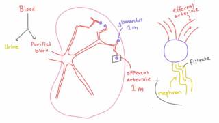 Path of Blood in the Kidney  Efferent Arteriole Peritubular Capillaries and Renal Vein [upl. by Aseeram362]