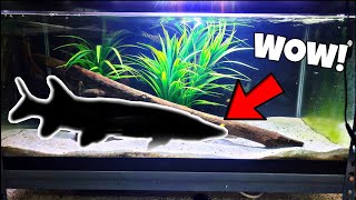 Predatory Native Fish Added To Home Aquarium [upl. by Nnylakcaj792]