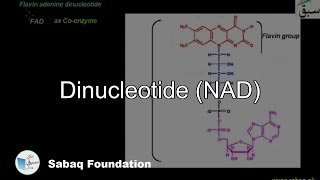 Dinucleotide NAD Biology Lecture  Sabaqpk [upl. by Eno]